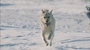 Joyful Dog Running On The Snow In Slow Motion