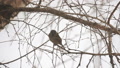 Sparrow Sits On A Branch
