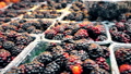 Blackberries In Plastic Boxes.