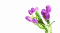 4k. Bouquet Of Purple Tulips In A Vase. Time Lapse. Greeting Card. Mothers Day.