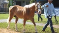 A Thoroughbred Horse Entering The Exhibition Arena At A Fair In Latin America