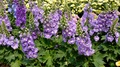 Delphinium, Candle Delphinium Purple Flowers Blooming In The Garden