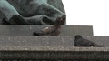 Birds On A Statue Pedestal