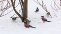 Different Birds (Tit, Bullfinch, Sparrow) Jumping In Snow, Bites Sunflower Seeds