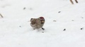 Bird Common Redpoll Jumps In Snow And Bites Sunflower Seeds, Acanthis Flammea