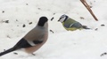 Birds (Bullfinch And Blue Tit) Jumps In Snow And Bites Sunflower Seeds, Closeup