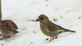 European Greenfinch Jumps In Snow And Bites Sunflower Seeds, Chloris Chloris