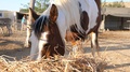Extreme Close Up Of Horse Eating Hay In Golden Hour
