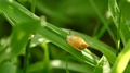 Translucent Snail Moving Slowly Up Strand Of Grass In The Sun