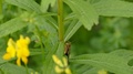 Macro Shot Of Grasshopper With Large Horn On Its Head On Plant