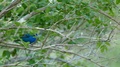 Bright Blue Colored Indigo Bunting Moving While On Branch