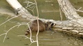Dexterous Raccoon Finding Food Under Water Against Wood Log