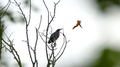 Baltimore Oriole Landing On Tree Initially Occupied By Green Heron