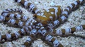 Wonderpus Octopus (Wunderpus Photogenicus) - Close Up - Philippines