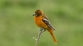 Female Baltimore Oriole Standing Atop A Branch With Prey In Beak