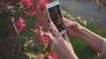 Close-Up Woman Hands Photographing Beautiful Spring Flowers On Broken Smartphone