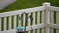 Two Adult Male House Finches At A Back-Yard Bird Feeder With Slow Motion While