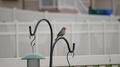 Adult Male House Finch Perched Above A Back-Yard Feeder In Summer