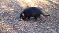Tasmanian Devil Eating Food On The Ground