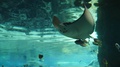 Many Fish Live In Captivity In Large Oceanarium At Museum Marine Animals