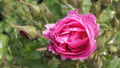 Pink Rose And Rosebuds Closeup, Macro. Garden, Natural Light, Day. Macro Shot.