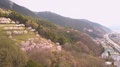 Aerial, Chureito Pagoda At Fujiyoshida, Reveal To Show Sakura Trees In Bloom