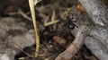 Black Widow Spider Crawling From Underneath Stick