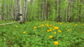 Forest Clearing With Wild Yellow Flowers