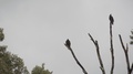 2 Black Buzzards Perched On Dead Tree Clouds