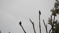 2 Black Buzzards Perched Dead Tree Cloudy