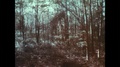 1960s: United States: Trees In Woodland. Light Through Tree Canopy. Sunlight In
