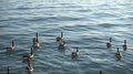 Canadian Geese Swimming In Ocean 001