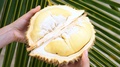 Hands Holding Durian With Yellow Fruit Meat.