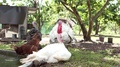 Turkeys And Chicken At A Farm.