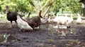 Farm Animals In The Mud At A Farm. Includes Chickens And Pig.