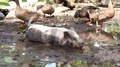 Pot Belly Pig In Mud At A Farm.