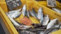 Close View Of Fishes In A Yellow Plastic Tray For Sale With An Insect Repellent