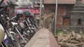 Monkey On A Wall, Jumps Down.