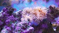 Orange And White Striped Fish With Pink Anemone And Purple Coral