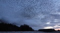 Starling Murmurations Against The Evening Sky At Tarn Sike Nature Reserve