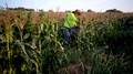 Farmer Picking Corn With Another Farm Hand Picking Corn Nearby Out Of