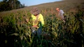Closeup Of Farmer Picking Corn With Another Farm Hand Picking Out Of Focus.