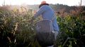 Backlit Immigrant Farmer Picking Corn.