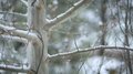 Snow And Aspen Trees 01