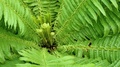 A Large Fabulous Ancient Fern, Grows In A Pristine Untouched Tropical Forest