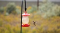 A Female Rufous Hummingbird Drinks From A Back Yard Feeder, Poops, Then