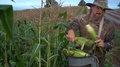 Closeup Of Farmer Picking Corn From The Stalks With Tractor In The
