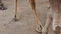 Camel Legs Walking On Sandy Path 2
