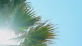 Sun Rays In The Leaves Of A Palm Tree Against The Blue Sky
