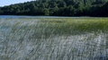Wild Lake And Reeds In Windy Weather In Summer